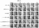 Fig. 06 - NOVEL ANTIMICROBIAL PEPTIDE DERIVED FROM PSEUDIN-2 PEPTIDE AND USES THEREOF