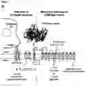 Fig. 02 - High affinity anticalins directed against human CD98hc