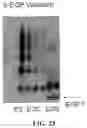 Fig. 22 - Recombinant proteins and their therapeutic uses