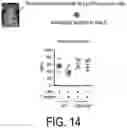Fig. 13 - COMPOSITION FOR USE IN TREATMENT OF ALLERGIC DISEASES