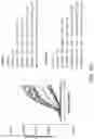 Fig. 15 - LILRB1-based chimeric antigen receptor