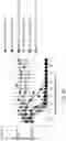 Fig. 36 - LILRB1-based chimeric antigen receptor