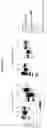 Fig. 38 - LAMP constructs