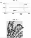 Fig. 03 - BRANCHED AND DEGRADABLE POLYETHYLENE GLYCOL DERIVATIVE