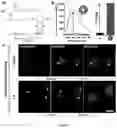 Fig. 05 - SMALL TUNABLE FLUOROPHORES FOR THE DETECTION AND IMAGING OF BIOMOLECULES