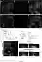 Fig. 06 - SMALL TUNABLE FLUOROPHORES FOR THE DETECTION AND IMAGING OF BIOMOLECULES