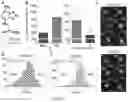 Fig. 07 - SMALL TUNABLE FLUOROPHORES FOR THE DETECTION AND IMAGING OF BIOMOLECULES