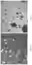 Fig. 07 - Processes for recovering products from a corn fermentation mash