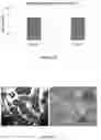 Fig. 16 - PROBIOTIC BIOFILM COMPOSITIONS AND METHODS OF PREPARING SAME
