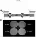 Fig. 04 - Live Attenuated Non-Transmissible Vaccines