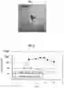 Fig. 02 - METHOD OF PRODUCING PLACENTA-LIKE ORGANOID, PLACENTA-LIKE ORGANOID, AND PRODUCTION OR TEST KIT