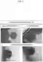 Fig. 05 - METHOD OF PRODUCING PLACENTA-LIKE ORGANOID, PLACENTA-LIKE ORGANOID, AND PRODUCTION OR TEST KIT