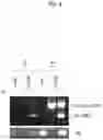 Fig. 06 - METHOD OF PRODUCING PLACENTA-LIKE ORGANOID, PLACENTA-LIKE ORGANOID, AND PRODUCTION OR TEST KIT
