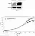 Fig. 02 - YAP1 Gene-Modified Mesenchymal Stem Cell and Preparation Method Thereof