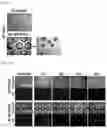 Fig. 06 - BRAIN ORGANOID MANUFACTURING METHOD