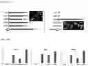 Fig. 09 - BRAIN ORGANOID MANUFACTURING METHOD