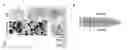 Fig. 02 - Culture Method for Head and Neck Organoids