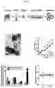 Fig. 03 - Culture Method for Head and Neck Organoids