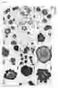 Fig. 11 - Culture Method for Head and Neck Organoids
