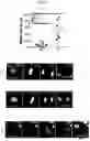 Fig. 17 - Culture Method for Head and Neck Organoids