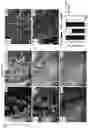 Fig. 19 - Culture Method for Head and Neck Organoids