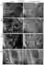 Fig. 20 - Culture Method for Head and Neck Organoids