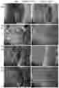 Fig. 21 - Culture Method for Head and Neck Organoids