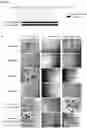 Fig. 40 - Culture Method for Head and Neck Organoids