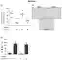 Fig. 03 - METHOD OF IMPROVING THE IN VIVO SURVIVAL OF MESENCHYMAL STEM CELLS
