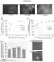 Fig. 05 - METHOD OF IMPROVING THE IN VIVO SURVIVAL OF MESENCHYMAL STEM CELLS