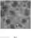 Fig. 06 - METHODS FOR ENGINEERING HUMAN PLURIPOTENT STEM CELLS FOR DIABETES THERAPY BY CO-TRANSDUCTION