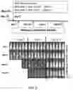 Fig. 08 - ARTIFICIAL VIRUS PRESENTING CELLS