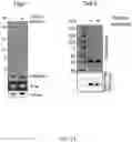 Fig. 14 - Non-canonical lipoproteins with programmable assembly and architecture and method of making non-canonical lipoproteins