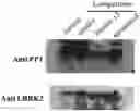 Fig. 01 - NEW INHIBITORS OF LRRK2/PP1 INTERACTION