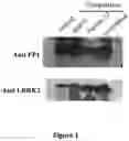 Fig. 02 - NEW INHIBITORS OF LRRK2/PP1 INTERACTION
