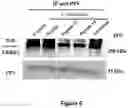Fig. 08 - NEW INHIBITORS OF LRRK2/PP1 INTERACTION