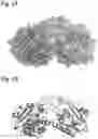 Fig. 05 - PROTEINS AND METHODS FOR DISRUPTING BACTERIAL COMMUNICATION