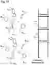 Fig. 15 - PROTEINS AND METHODS FOR DISRUPTING BACTERIAL COMMUNICATION