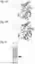 Fig. 17 - PROTEINS AND METHODS FOR DISRUPTING BACTERIAL COMMUNICATION