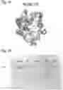 Fig. 24 - PROTEINS AND METHODS FOR DISRUPTING BACTERIAL COMMUNICATION