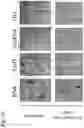 Fig. 28 - PROTEINS AND METHODS FOR DISRUPTING BACTERIAL COMMUNICATION