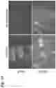 Fig. 43 - PROTEINS AND METHODS FOR DISRUPTING BACTERIAL COMMUNICATION