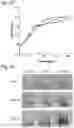 Fig. 47 - PROTEINS AND METHODS FOR DISRUPTING BACTERIAL COMMUNICATION