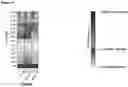Fig. 06 - CAS9 VARIANTS WITH ENHANCED SPECIFICITY