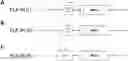 Fig. 01 - POLYNUCLEOTIDES