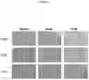 Fig. 09 - POLYNUCLEOTIDES
