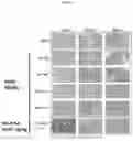 Fig. 20 - POLYNUCLEOTIDES