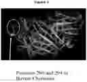 Fig. 03 - Variants of chymosin with improved milk-clotting properties