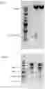 Fig. 04 - Self-immolative plasmid backbone