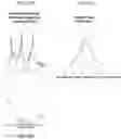 Fig. 11 - METHODS AND COMPOSITIONS FOR ASSESSING PROTEIN FUNCTION